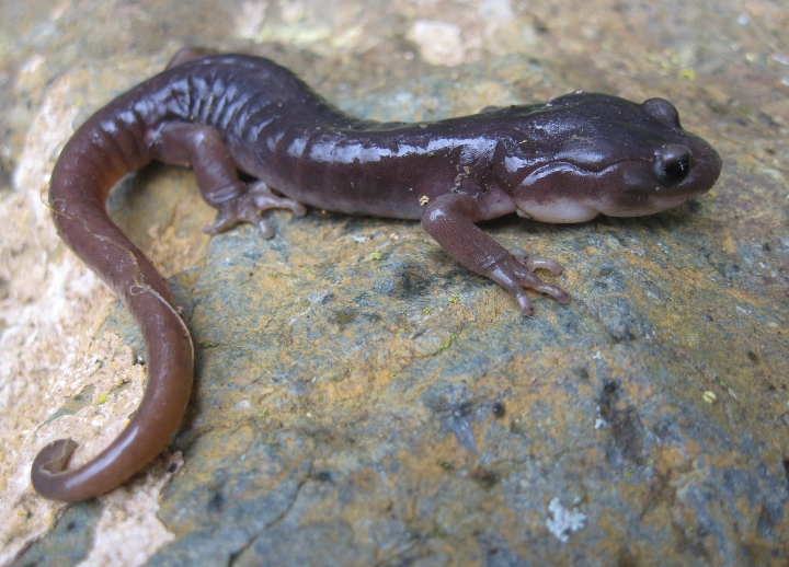 Arboreal Salamander